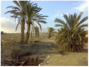 بير طوقا