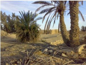طوقا 3